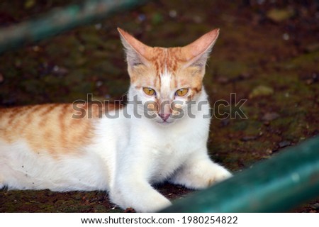 Orange white cat lying down photo