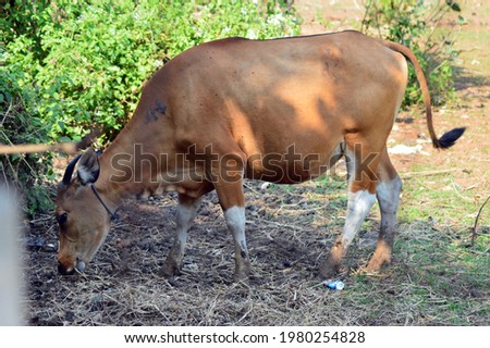brown buffalo are looking for food photo