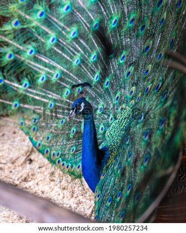 beautiful peacock spread its tail, mating season in peacocks