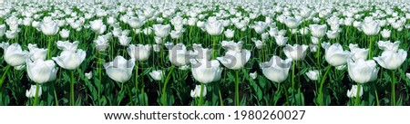 Background of field of white sunny tulips with green stems