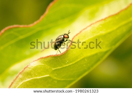 Small fly (Minettia longipennis) resting on a green peony leaf on a spring morning