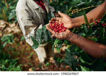 African worker is gathering coffee beans on plantation in bushy wood Royalty-Free Stock Photo #1980269867