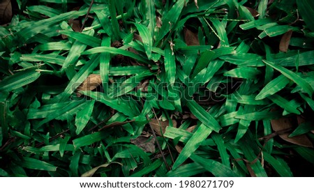 close up of green leaves in the forest