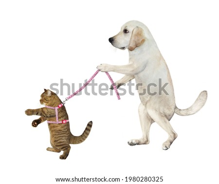 A dog labrador holds its beige cat on a leash. White background. Isolated.