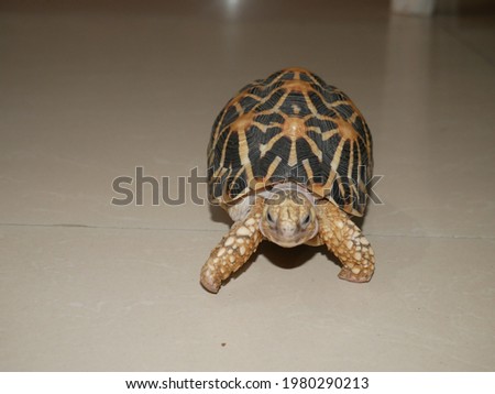 baby turtle walking on Tiles. 