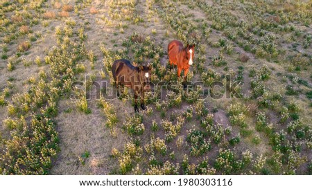 aerial view of pair of horses at sunset