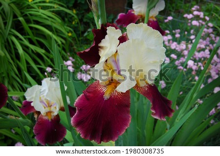 Light yellow iris with maroon lower petals