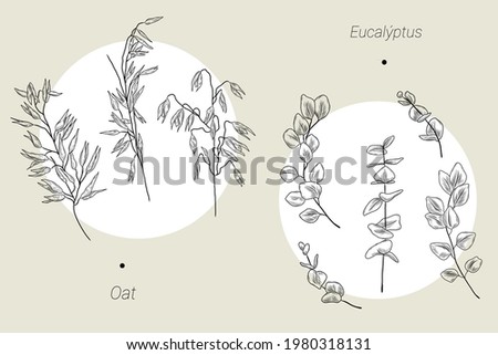 Set of hand drawn oat and eucalyptus illustrations