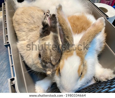 View of rabbit examined at veterinary clinic due to skin disease known as sarcoptic mange infection