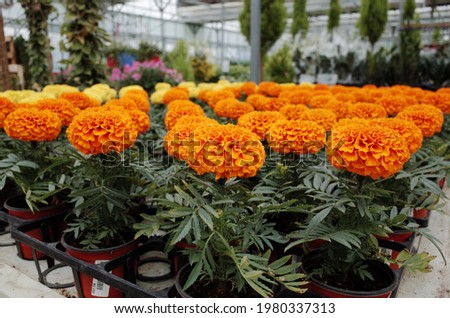 Close-up photos of flowers in botanical gardens, florists.