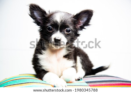Cute Chihuahua Puppy on a Pillow