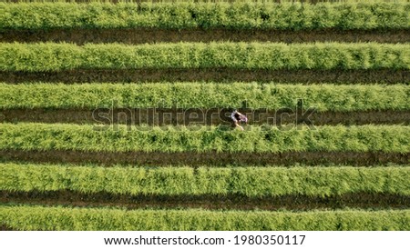aerial top view garden green flower in a rows and small women tourists 