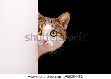 Cat looks out, cat on white background peeks around the corner Royalty-Free Stock Photo #1980354452