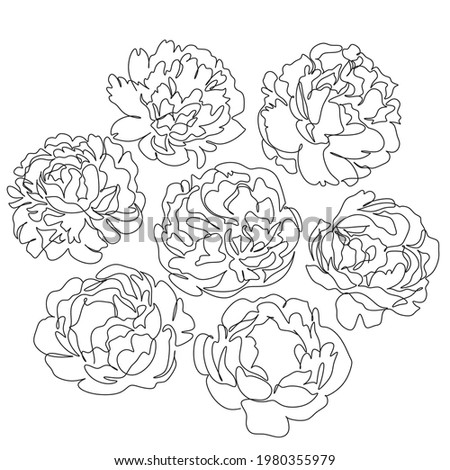 Peony collection with linear art isolated on white background. Vector hand illustration. Botanical line drawing minimalist