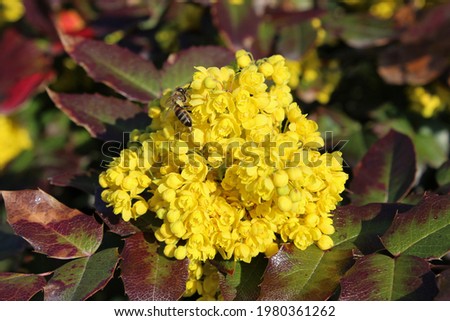 A bee collects pollen from the yellow flowers on the blooming barberry bush