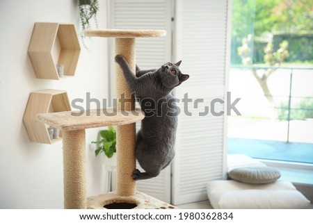 Cute pet on cat tree at home Royalty-Free Stock Photo #1980362834