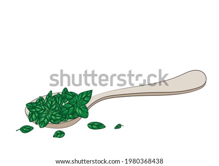 Basil. Condiments and spices. Fresh basil leaves on a spoon. There is free space for text. Design element. Vector illustration.
