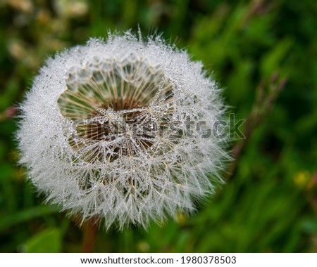 High angle view of dewdrops on mature dandelion flower with seed stems. Selective Focus on dew drops in the foreground. Shallow depth of field