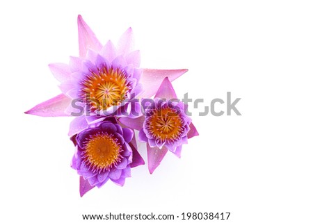 The isolated lotus flower on white background