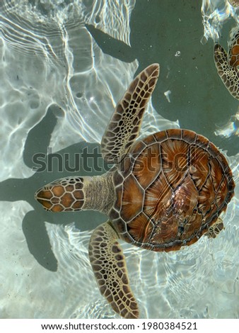 Close up of a young swimming turtle