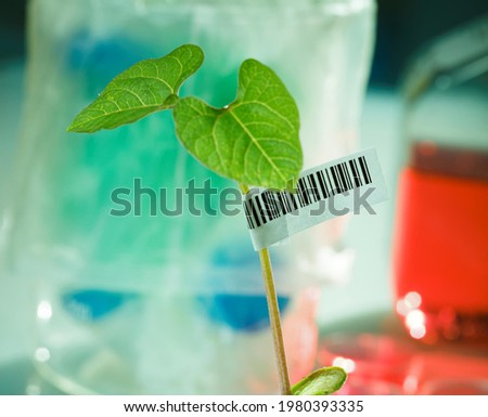 Seedling of genetically modified plants in the microbiology laboratory with barcode Royalty-Free Stock Photo #1980393335
