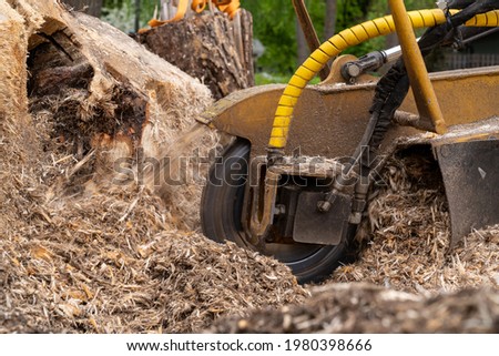 A close view of the round milling head of a stump cutter or grinder that performs strain grinding.

Side view of a stump cutter and its cutter head that grinds a freshly sawn, large stump. Royalty-Free Stock Photo #1980398666