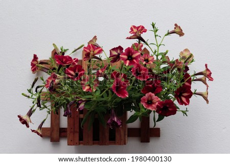 vase with flowers of the Morning Glory plant, arranged on a wooden stand, with flowers in red color, on a white background.