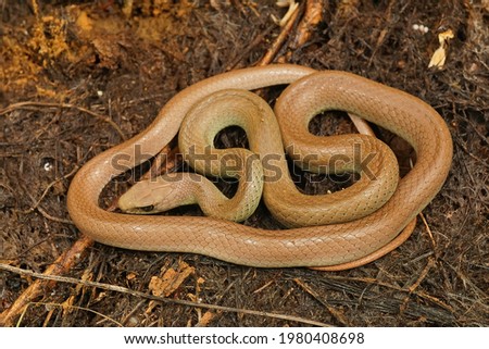 Closeup on an overwintering,  pale colored and curled up Western Yellow-bellied Racer, Coluber constrictor mormon in North California Royalty-Free Stock Photo #1980408698