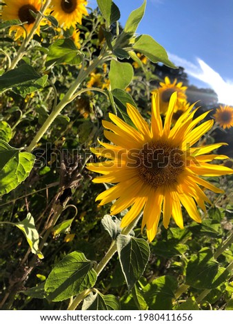 detailed sunflower in a summer field