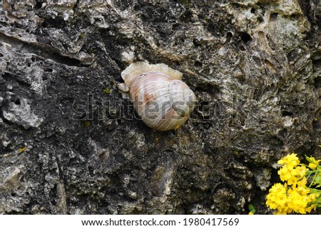 snail is on a rock in the garden