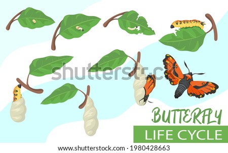 Butterfly life cycle cartoon vector illustration. Tiny larva eating leaf, becoming chrysalis, caterpillar and beautiful moth. Transformation, rebirth, development, life stage concept for banner design