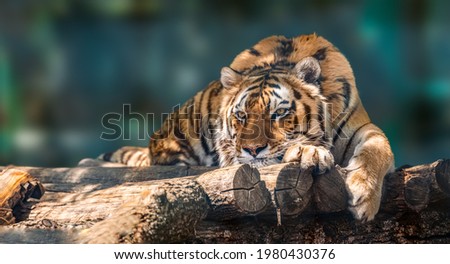 Siberian or Amur tiger with black stripes lying down on wooden deck. Full big size portrait. Close view with green blurred background. Wild animals watching, big cat Royalty-Free Stock Photo #1980430376