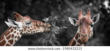 portrait of two cute giraffes
