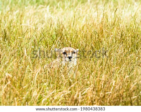  A cheetah (Acinonyx jubatus) silently watches from deep grass. Flamingoland Wildlife Park. Malton. North Yorkshire