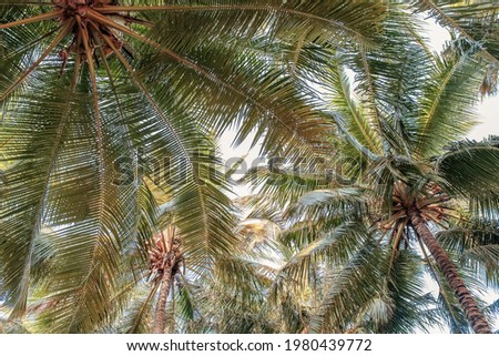 wide, lush crown of giant green coconut palm leaves, bottom view