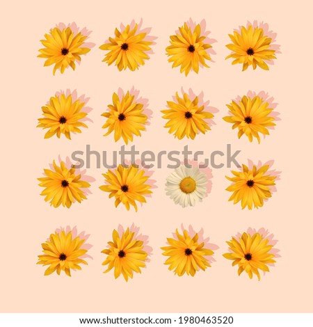 Yellow and white daisies on a colored background. Flat lay spring and summer composition.Daisy pattern. Top view. 
