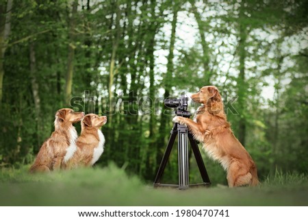 Nova scotia duck tolling retreiver dog taking a picture of her daughters. Dog photographer