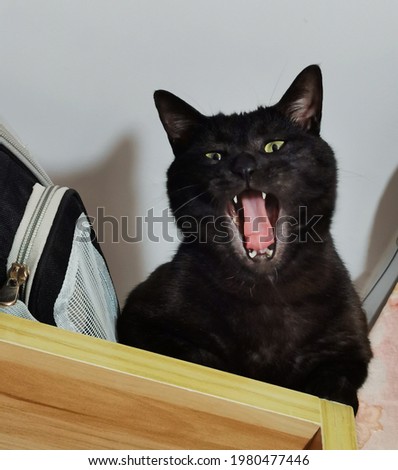 cat yawning and meow  at home
