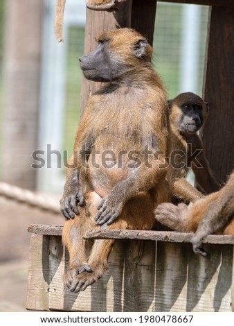 Adult Baboon Sitting Upright on a Wooden Platform