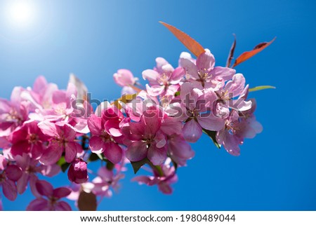 Branch of blossoming cherry on a background of blue sky on a sunny day