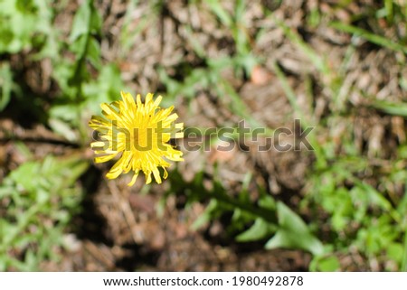 Yellow dandelion flower close up on blurred background. Top view