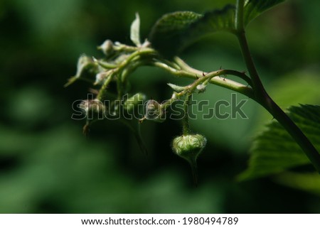 Green leaves and inflorescences of raspberries on a sunny day before flowering