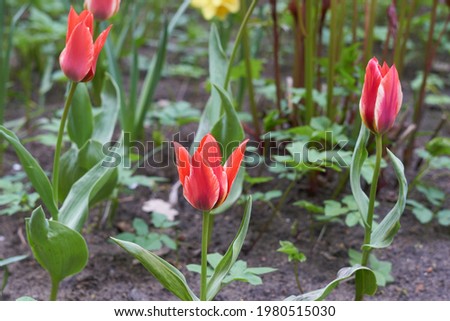 Red tulips in the spring garden Royalty-Free Stock Photo #1980515030