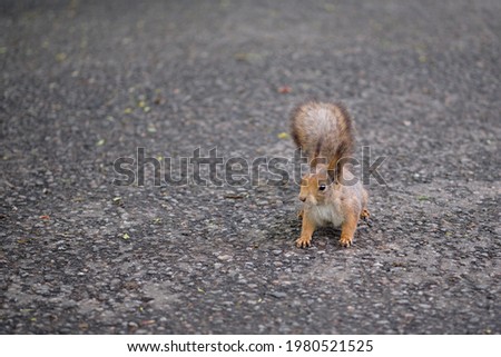 Squirrel staring at you being on a gray background