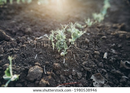 Young plant of green, vegetable peas. Young plant of green peas in the garden in early spring. Young vegetable peas are planted in the ground. Pea sprouts have sprouted from the soil
