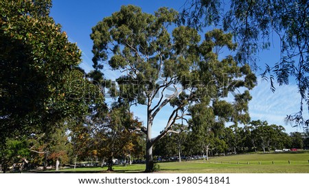 A magnificent tree in a park in Parramatta, New South Wales                               Royalty-Free Stock Photo #1980541841