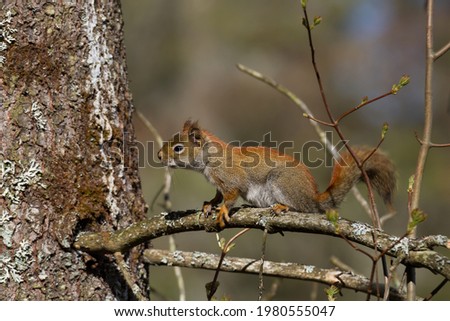 Red Squirrel running along a pine branch in a northern Ontario forest. 