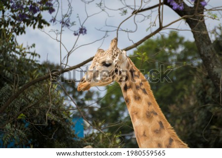Spotted female african giraffe head
