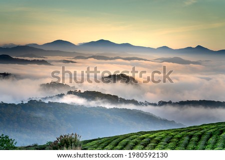 Magical view of Da Lat city, Vietnam. The pine forests are shrouded in mist in the early morning. Morning dew and clouds cover the hillsides with lush green tea farms Royalty-Free Stock Photo #1980592130