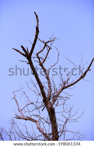High latitude dead tree under blue sky 